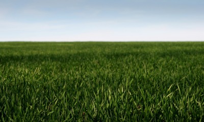 природа трава горизонт