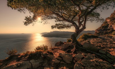 море берег камни дерево закат