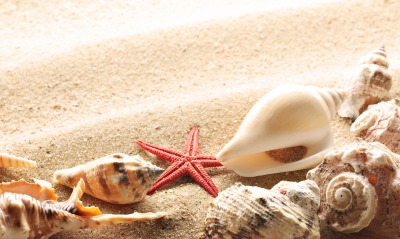 природа песок раковины ракушки