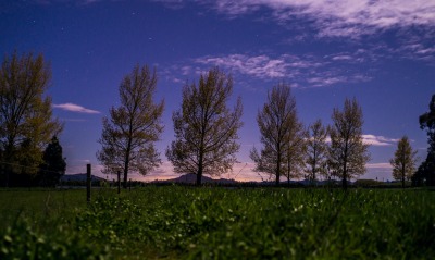 природа деревья трава небо