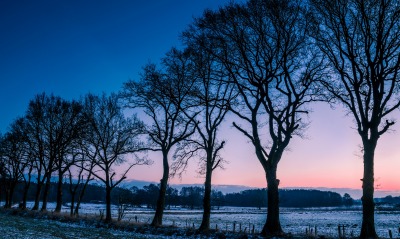 природа деревья зима