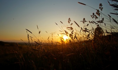 природа трава солнце