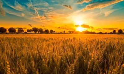 природа поле солнце небо облака деревья пшеница трава