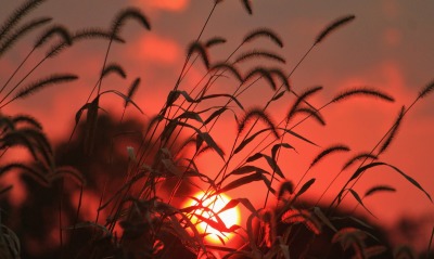 природа трава закат солнце