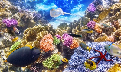 природа животные рыбы риф кораллы море