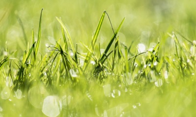 природа трава