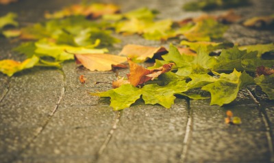 листья, тротуар