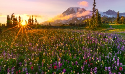 солнце гора поляна цветы