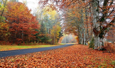 осень листья дорога