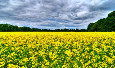 поле желтое облака