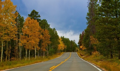 дорога лес осень