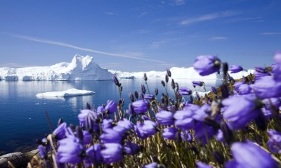айсберг ледник цветы