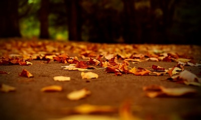 осень листья тропа
