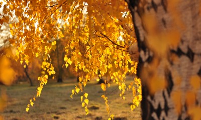 Береза осень золотая листья ветка