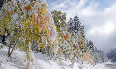 снег деревья желтые