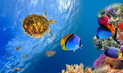 черепаха океан подводный