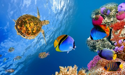 подводный мир, рыбки