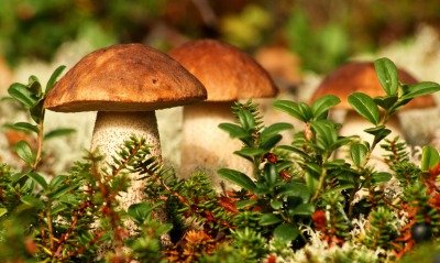 белые грибы макро лес