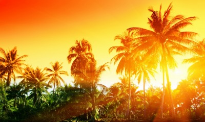 пальмы, солнце