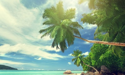 Пальмы море пляж лето