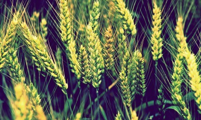 пшеница, зелёная