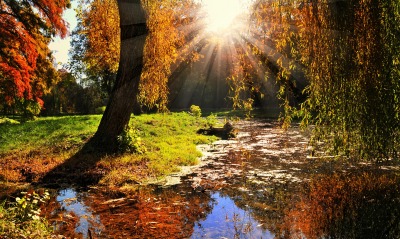 Солнце деревья трава вода