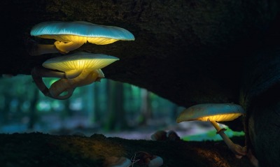 грибы лес огни