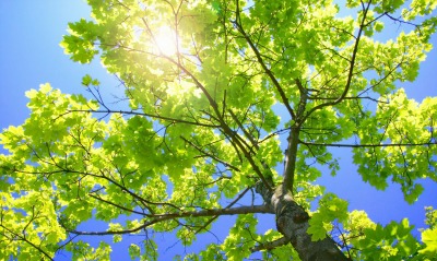 дерево небо солнце