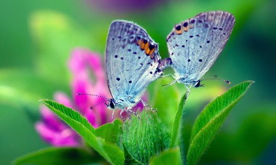 бабочки макро цветы