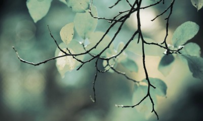ветки листья блики