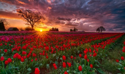 тюльпаны поле цветы закат