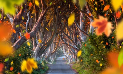 Осенняя аллея, деревья вдоль тропы