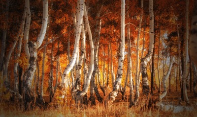 Березы осень лес деревья