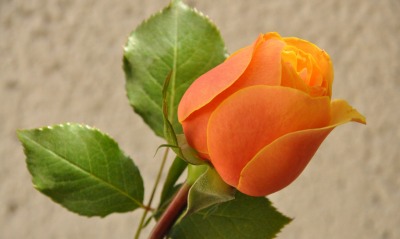цветок роза оранжевая