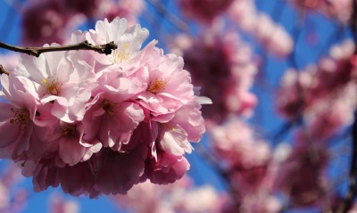 сакура весна цветение