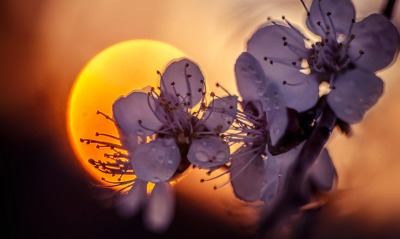 цветы закат солнце