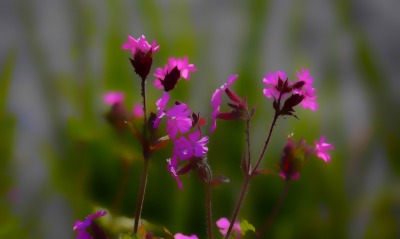 цветы полевые фиолетовые