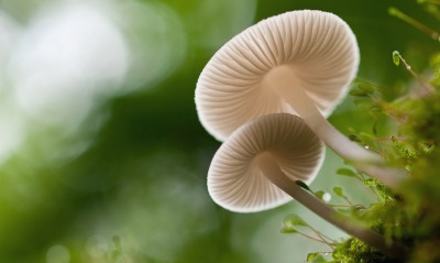 грибы прозрачные макро