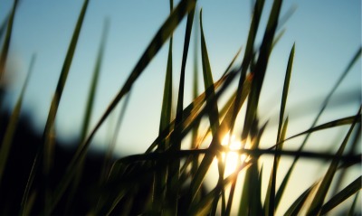 трава, солнце