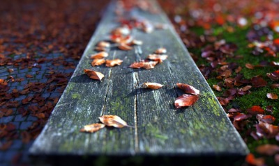 листья доска осень
