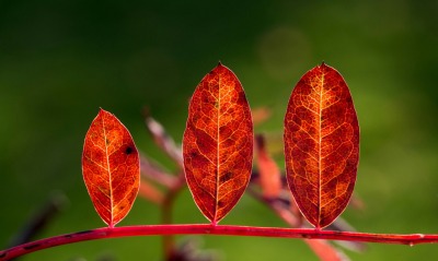 листья, осень