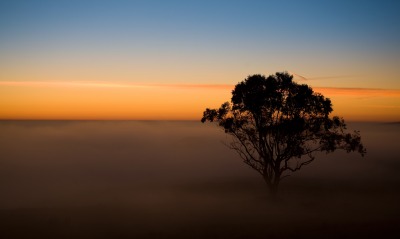 дерево, туман