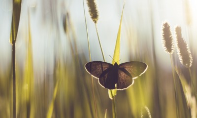 бабочка, поле