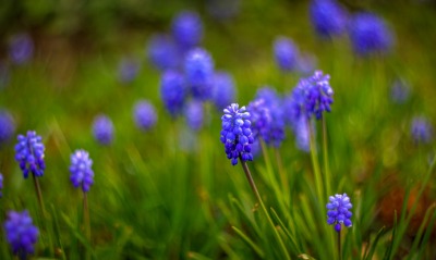 синие цветы, трава