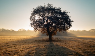 дерево поле небо солнце