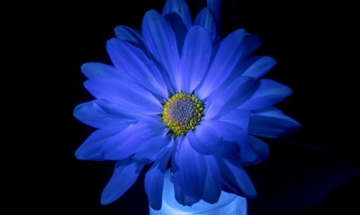 цветок синий темнота
