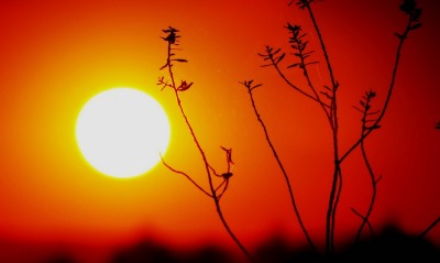 закат солнце трава красный