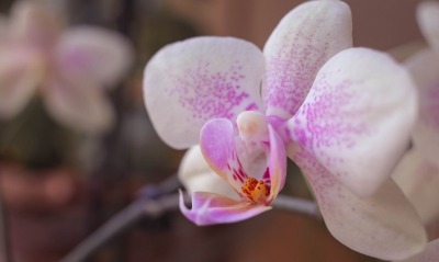 орхидея цветок белый