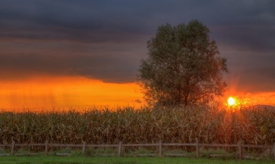 кукуруза поле закат дерево