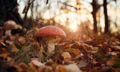 мухомор грибы листва лес осень блики